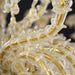 32 Lights Rezzonico Style Crystal and Gold Murano Glass Chandelier