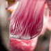 Murano Glass Chandelier with 6 Lights, Crystal, Gold, and Pink